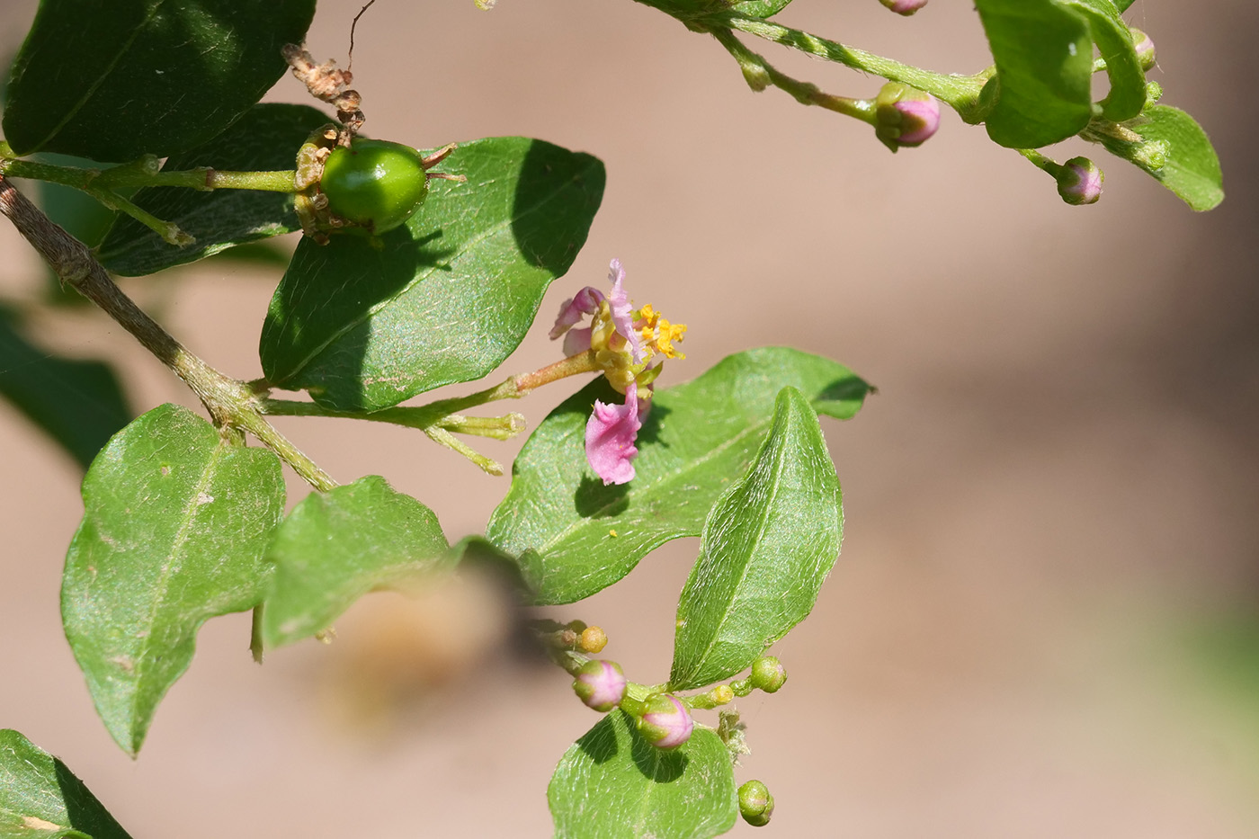 Barbados Cherry